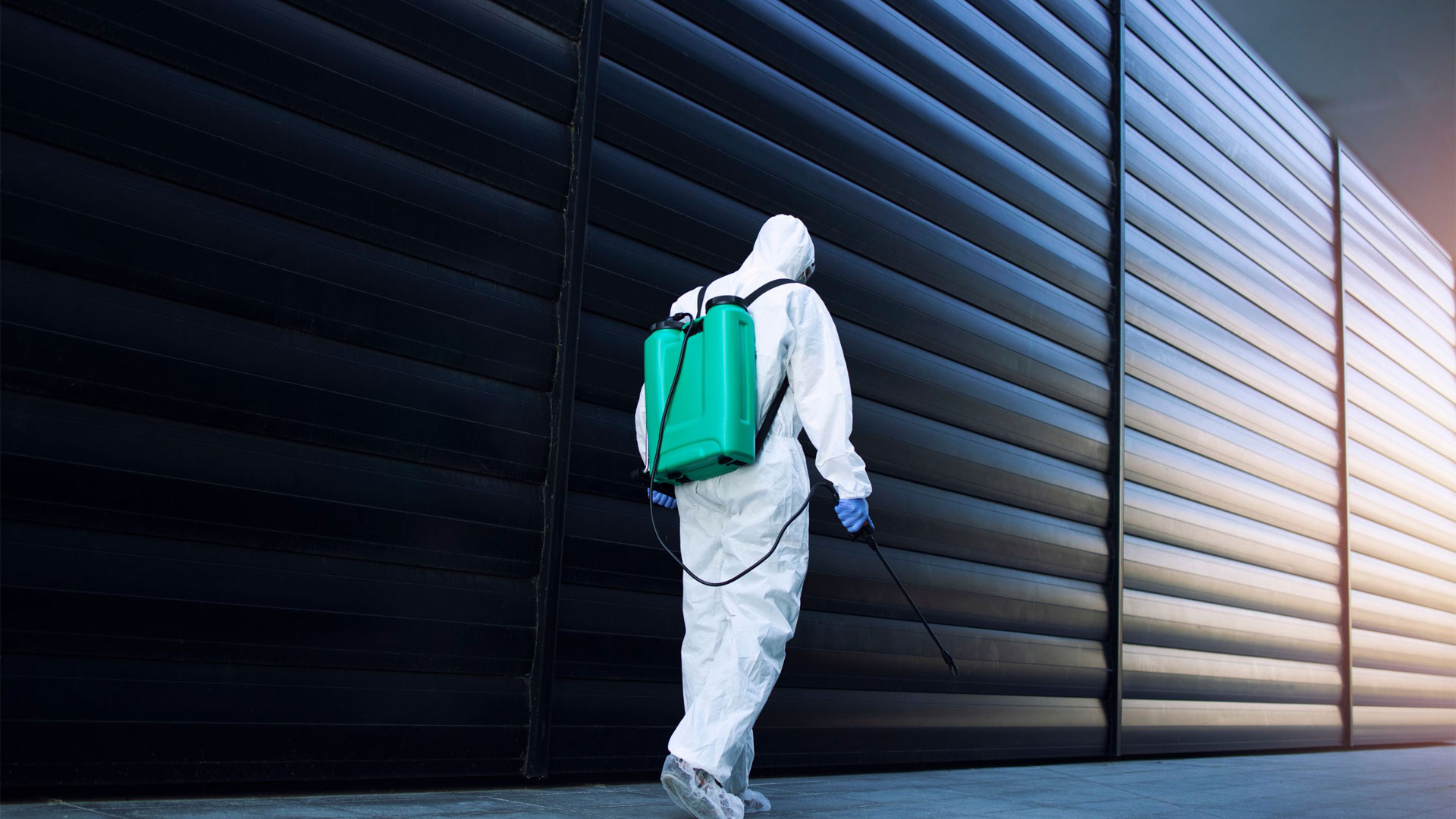 Local Pest Control Company Macarthur Macarthur Pest Solution