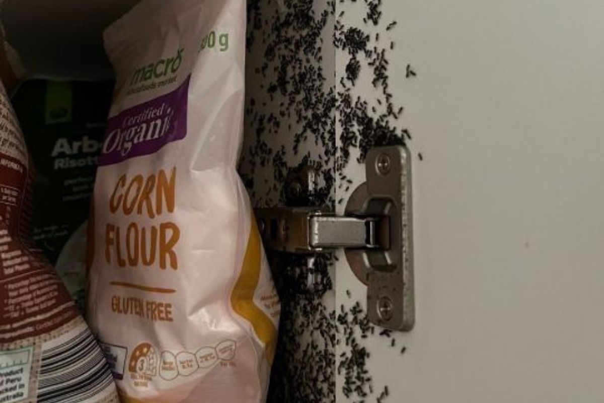 Ants-Pest Control Blair Athol Professional Solutions for Homes & Businesses