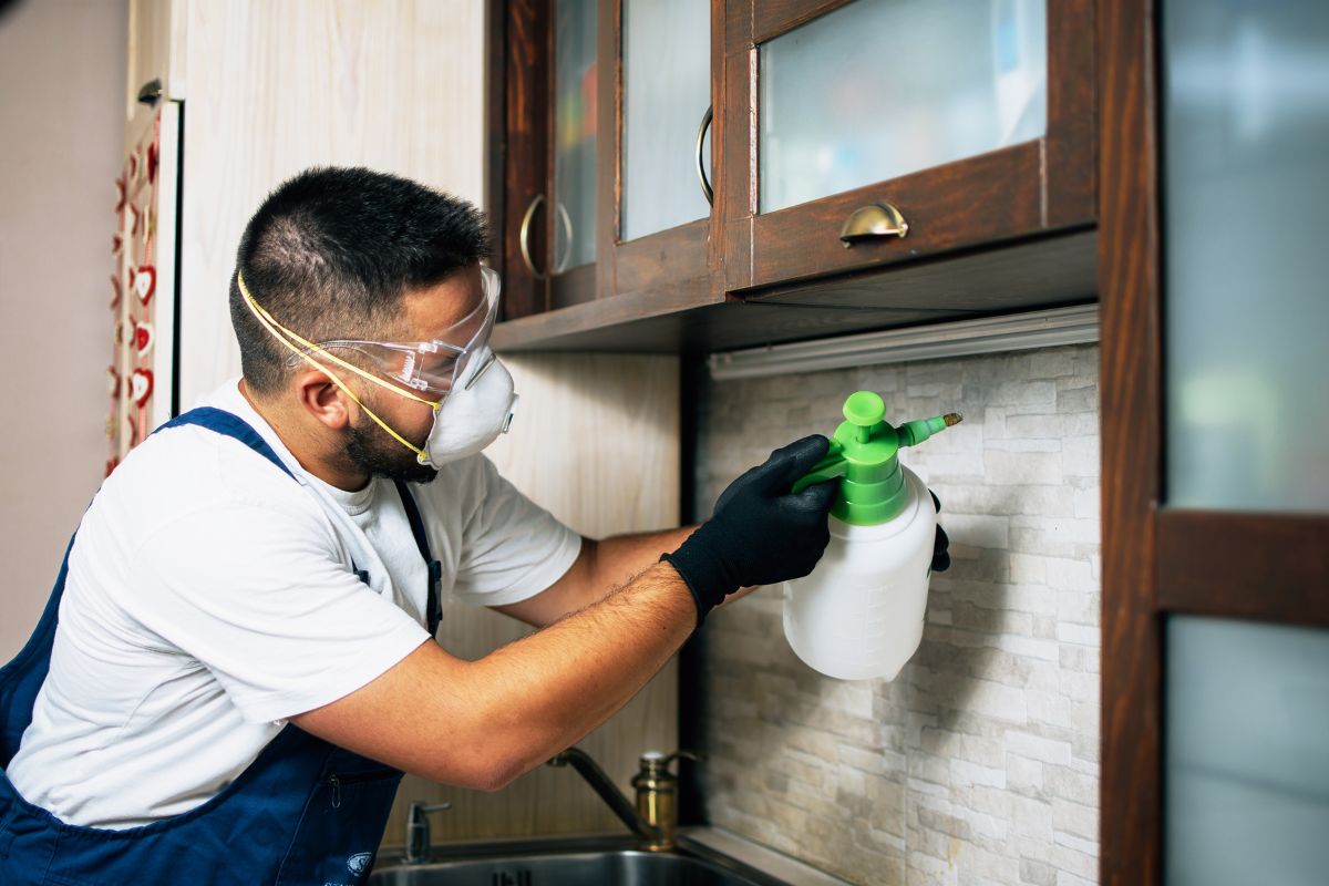Bee Pest Control Services-Pest Control Campbelltown Reliable & Effective Pest Solutions