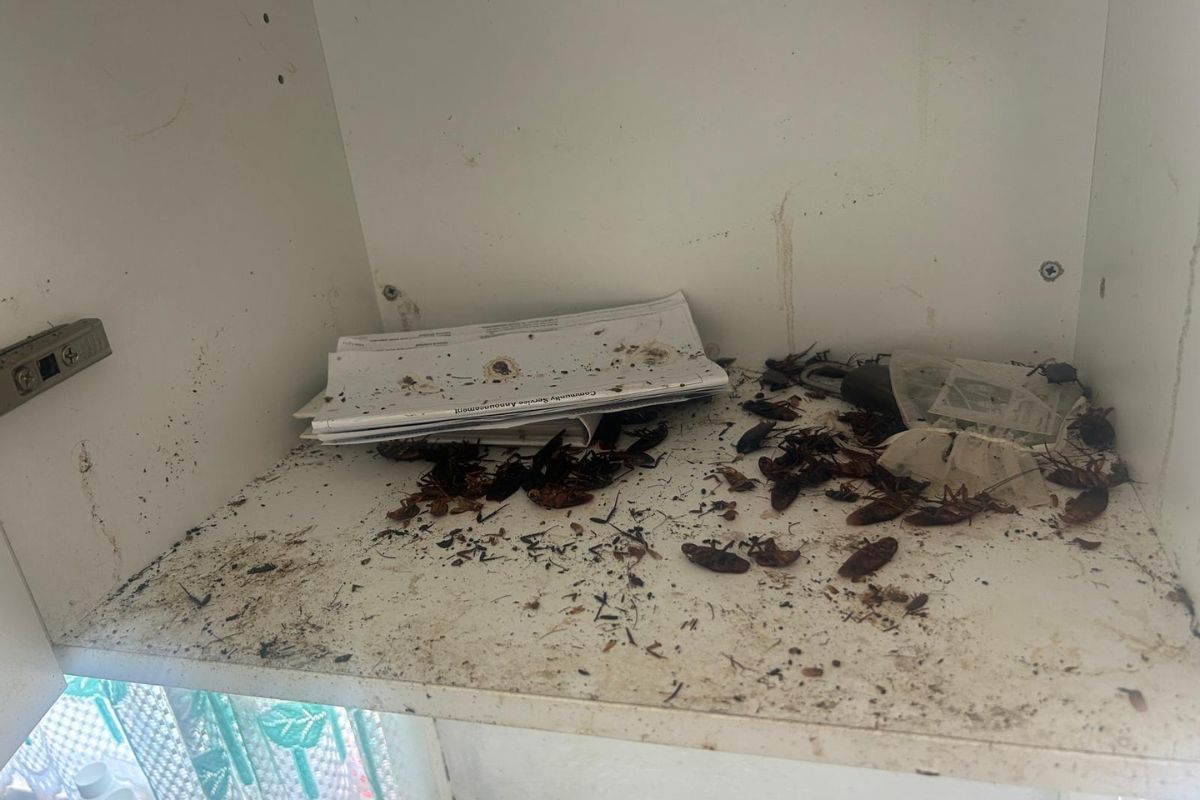 Cockroaches-Pest Control Blairmount Expert Pest Solutions for Homes & Businesses
