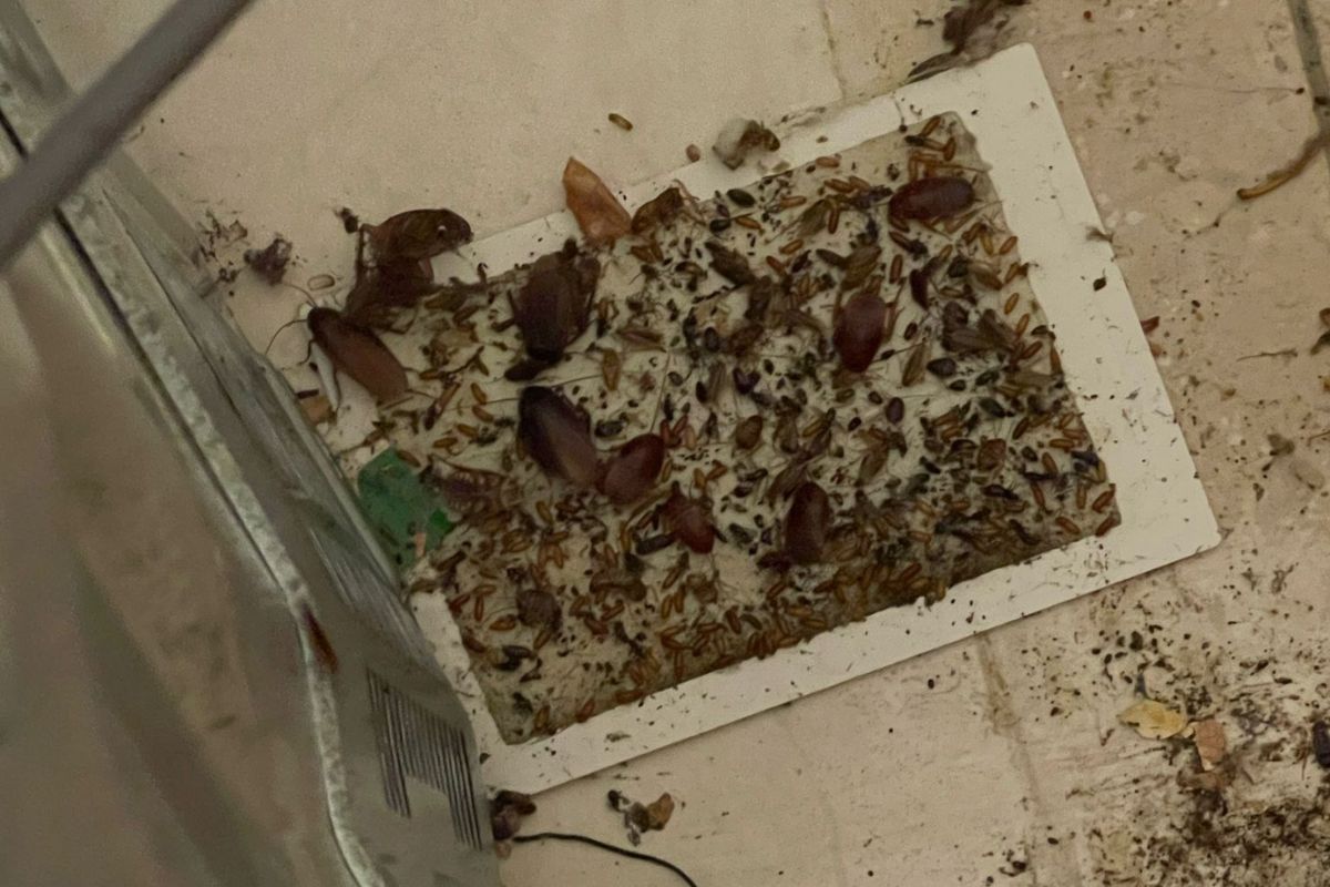German cockroaches-Pest Control Airds Reliable & Effective Pest Solutions