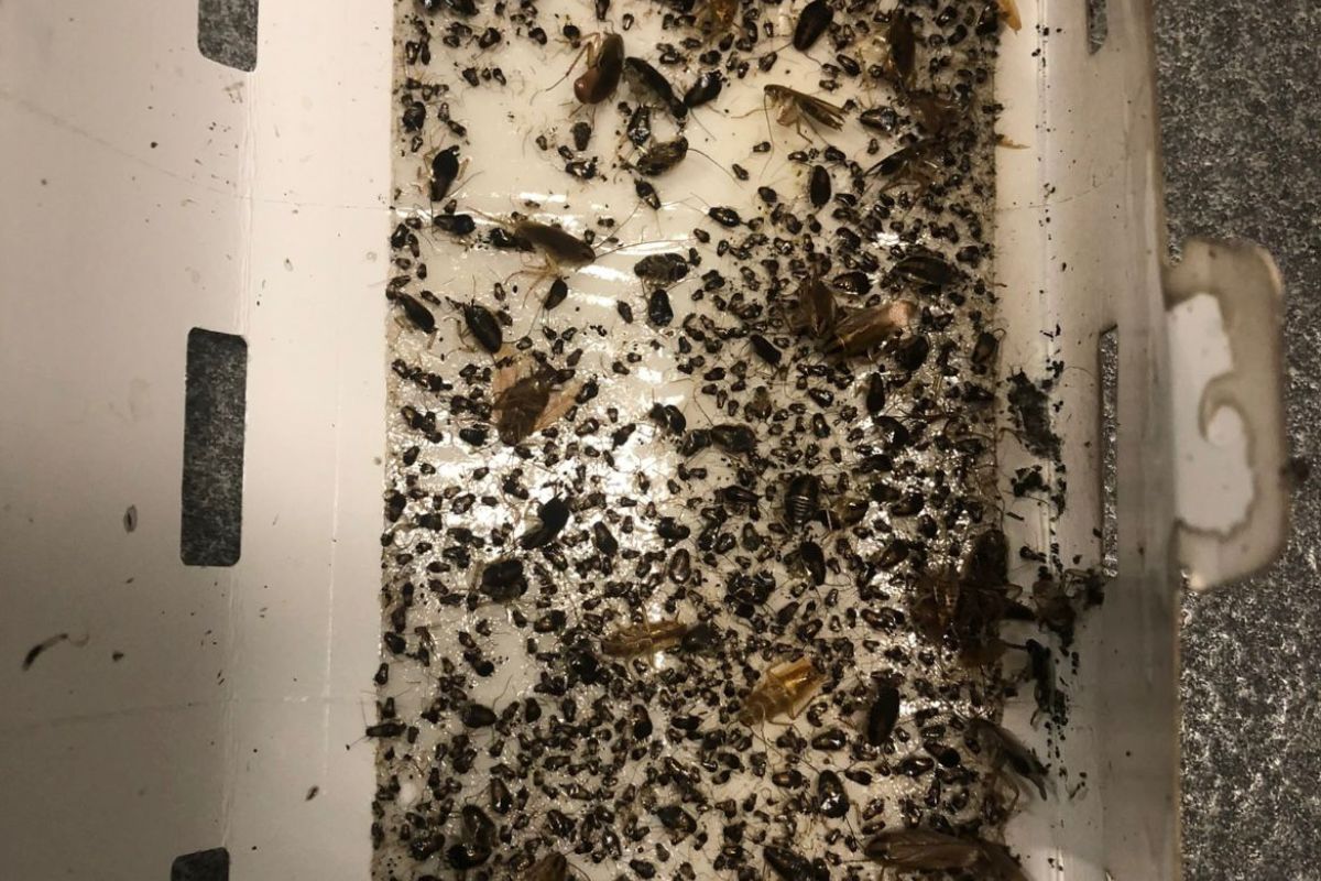 German cockroaches-Pest Control Bow Bowing Expert Pest Solutions for Homes & Businesses