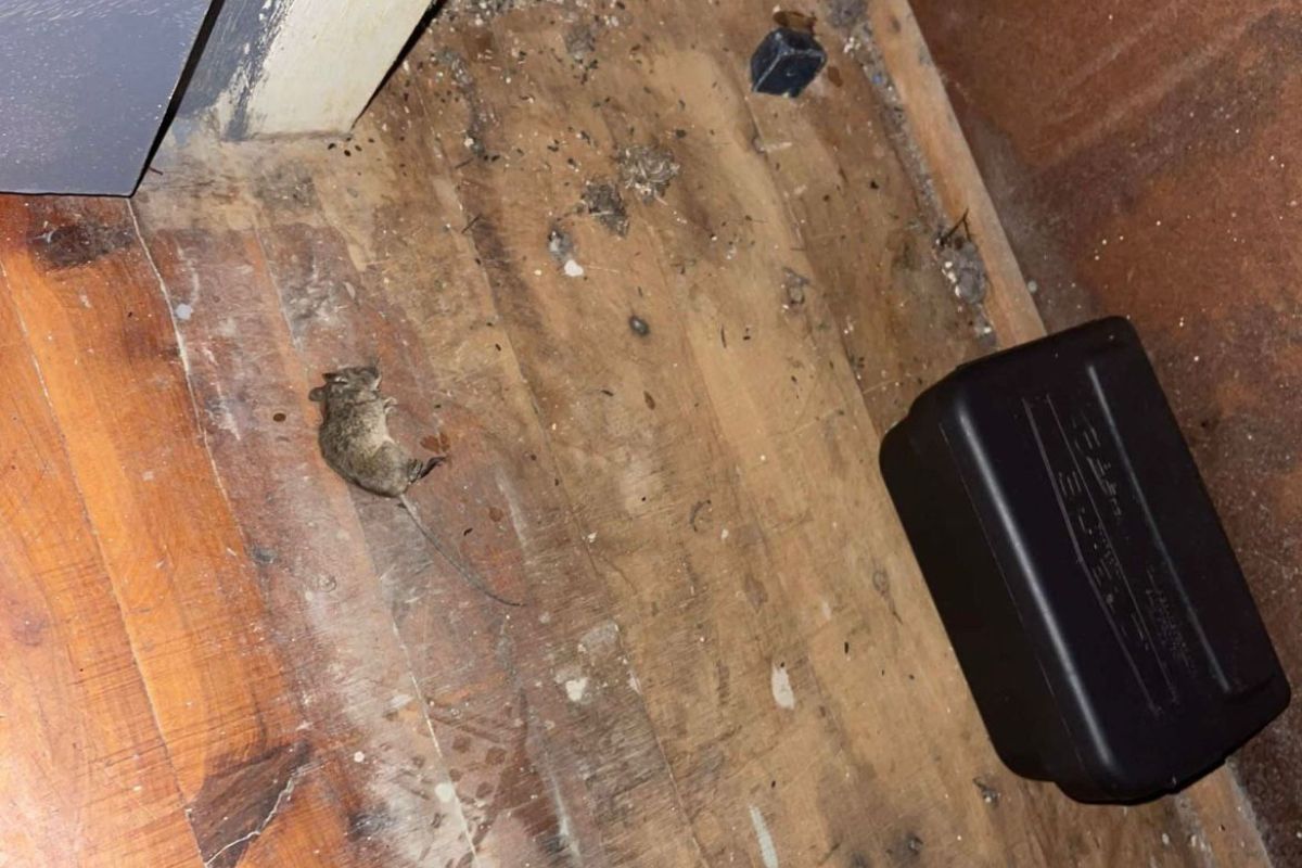 Rodents-Pest Control Airds Reliable & Effective Pest Solutions