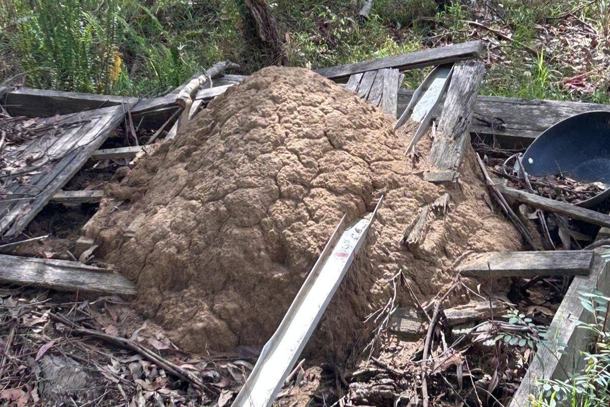 Termites-Pest Control Bardia Expert Solutions for Homes & Businesses