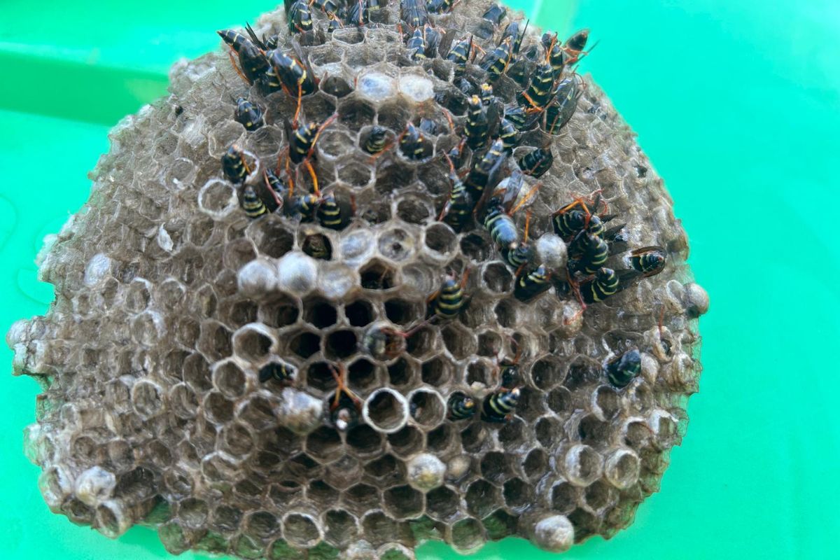 waps and bees-Pest Control Ambarvale Expert Solutions for Homes & Businesses