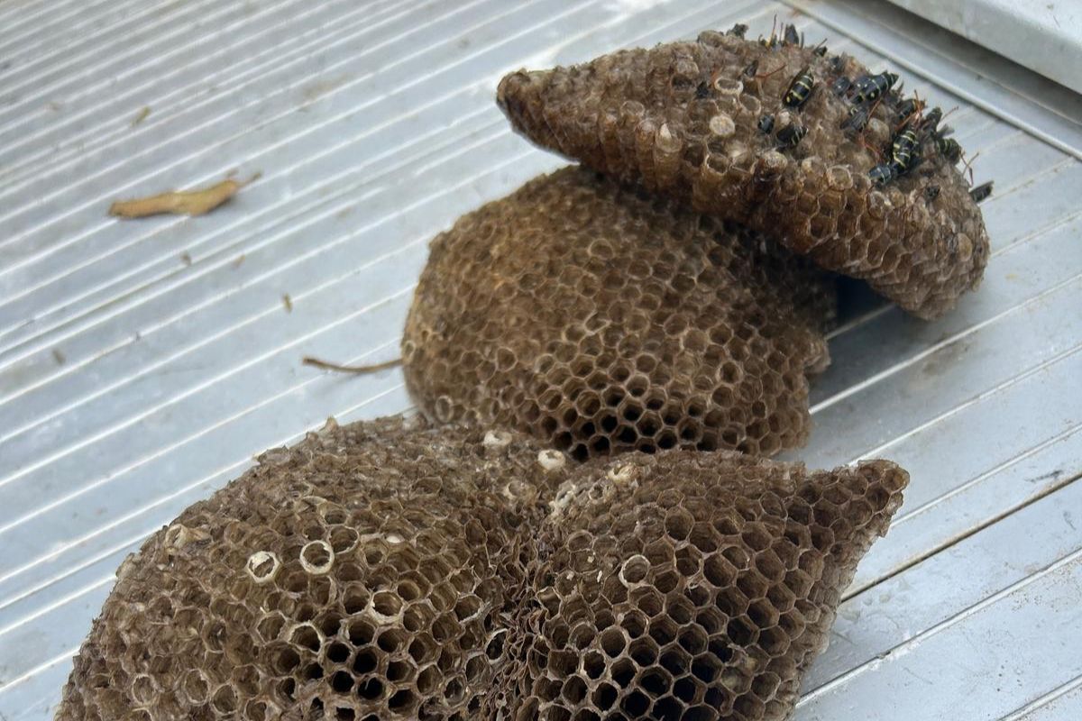 waps and bees-Pest Control Bardia Expert Solutions for Homes & Businesses