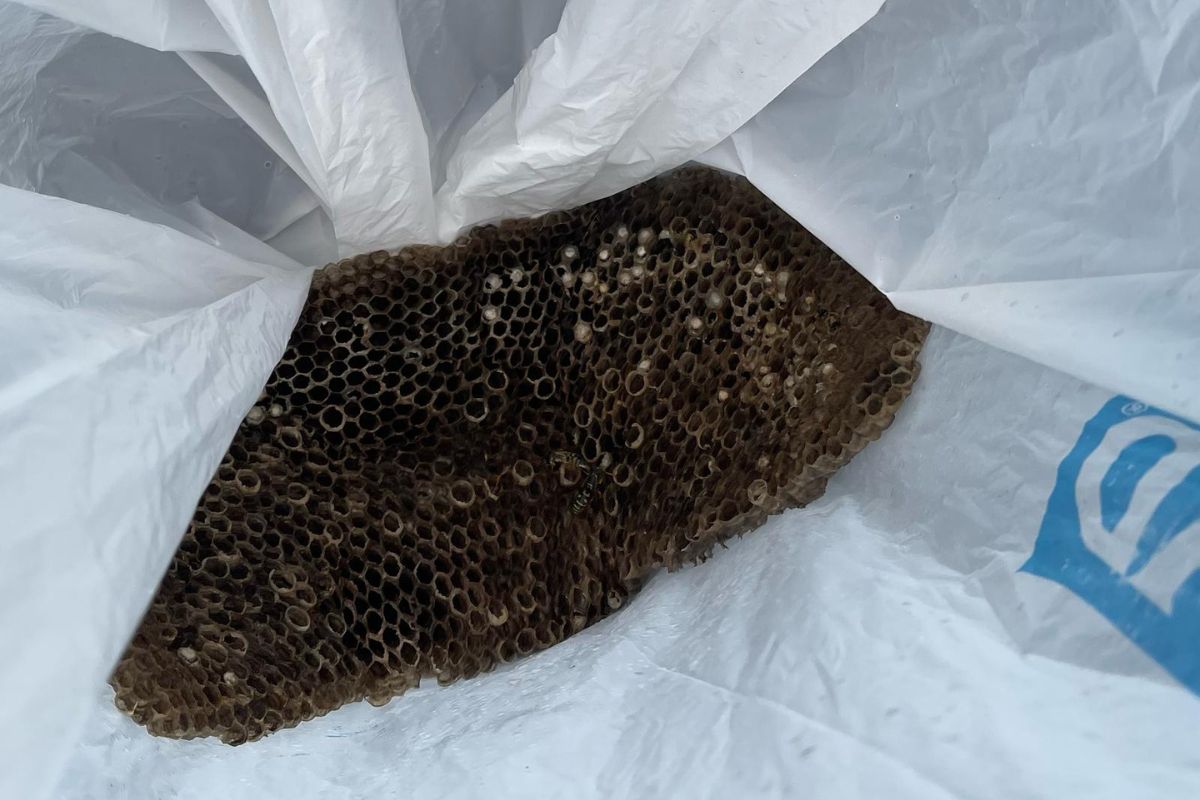waps and bees-Pest Control Blair Athol Professional Solutions for Homes & Businesses