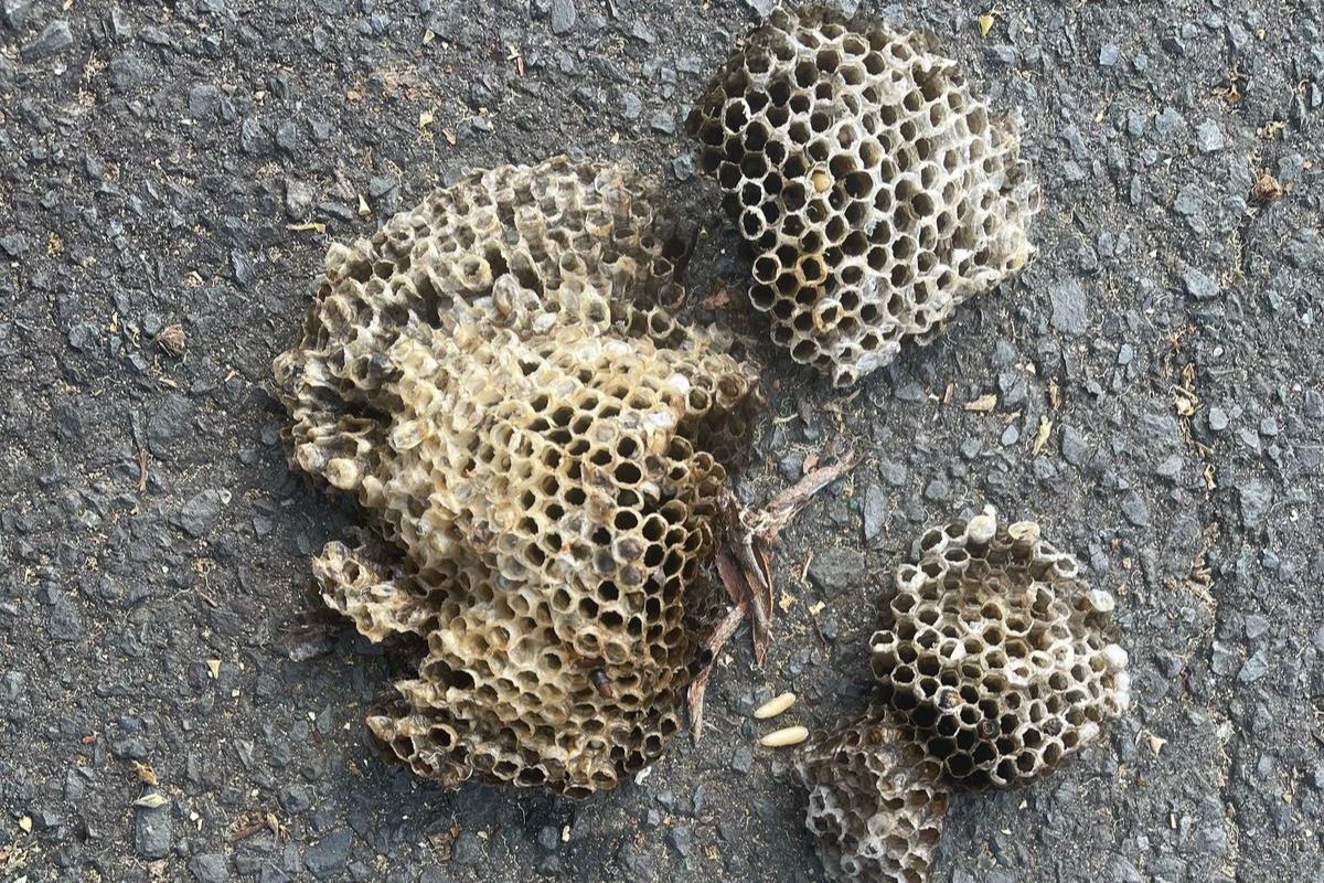 waps and bees-Pest Control Blairmount Expert Pest Solutions for Homes & Businesses