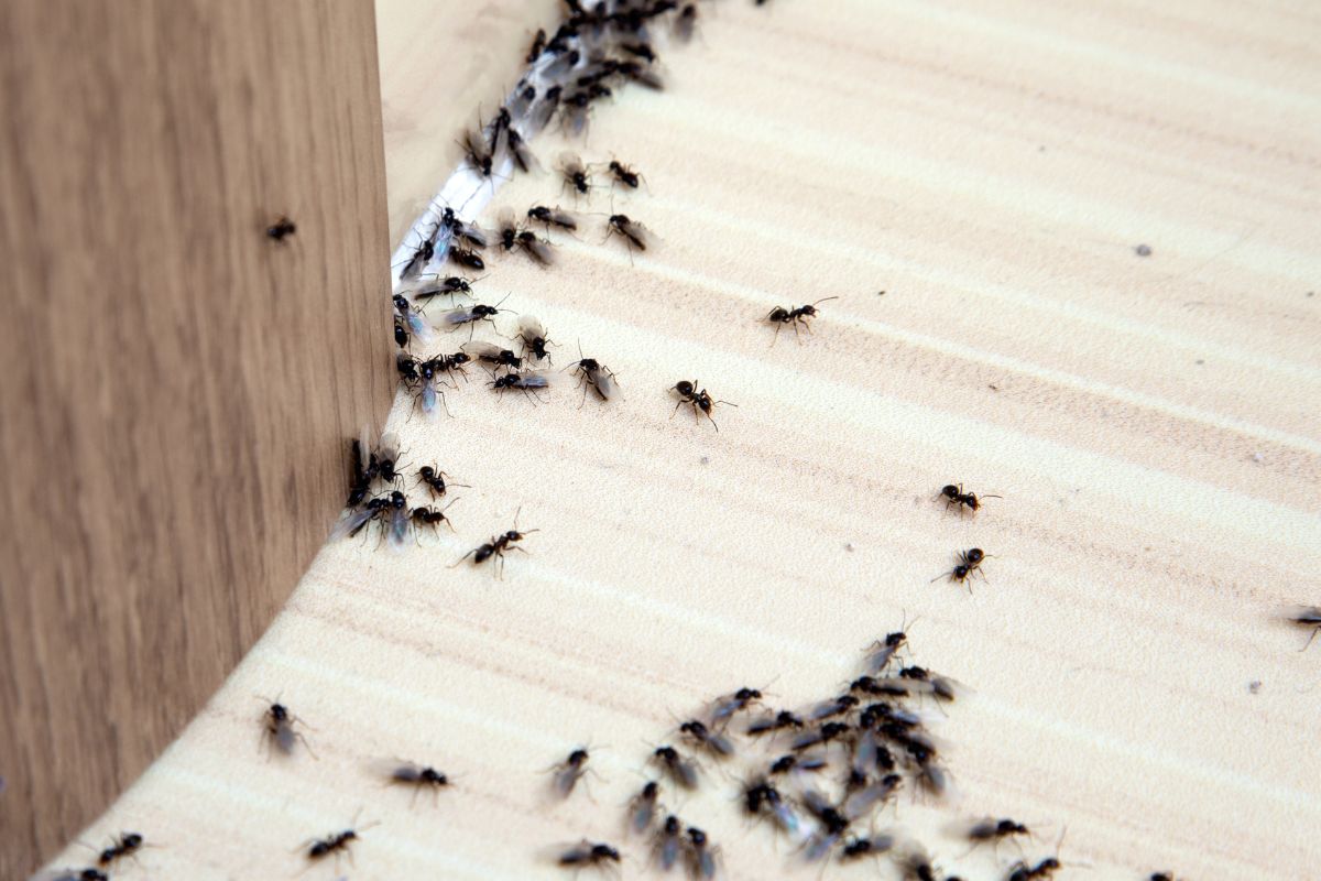 Ants Control-Pest Control Catherine Field Safe, Reliable & Affordable Services Ants Control-Pest Control Catherine Field Safe, Reliable & Affordable Services
