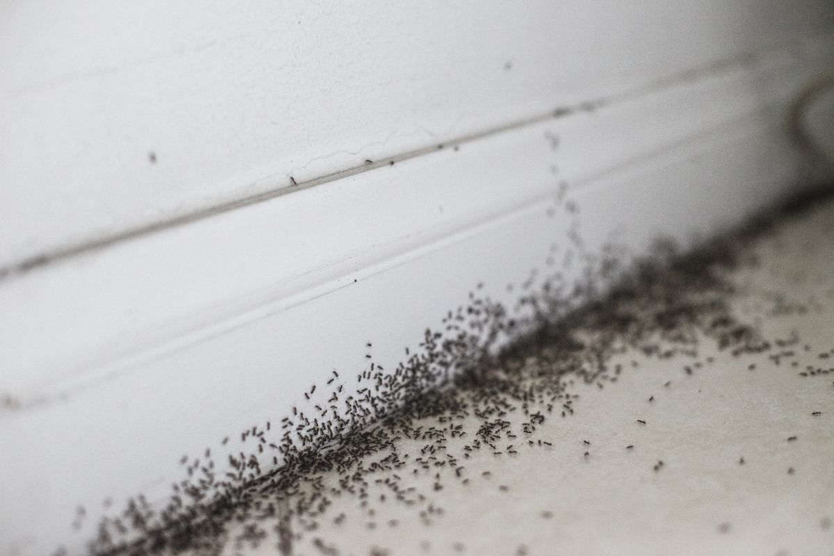Ants Control-Pest Control Englorie Park Ants Control-Pest Control Englorie Park