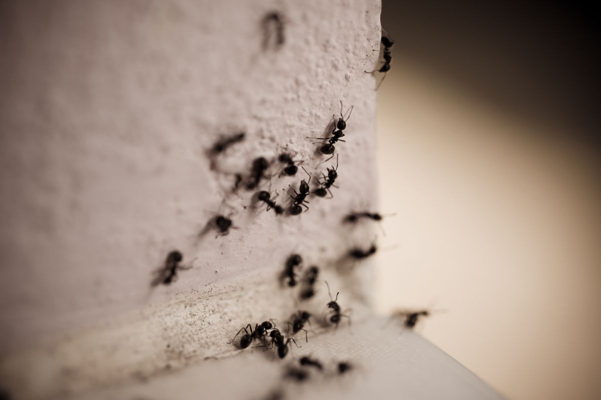 Ants Control-Pest Control Eschol Park