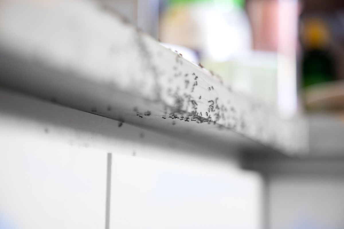Ants Control-Pest Control Gilead Ants Control-Pest Control Gilead