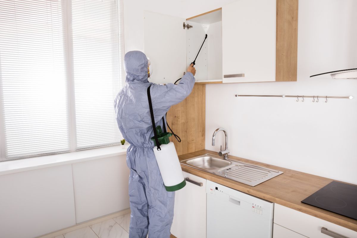 Bee Pest Control-Pest Control Englorie Park Bee Pest Control-Pest Control Englorie Park