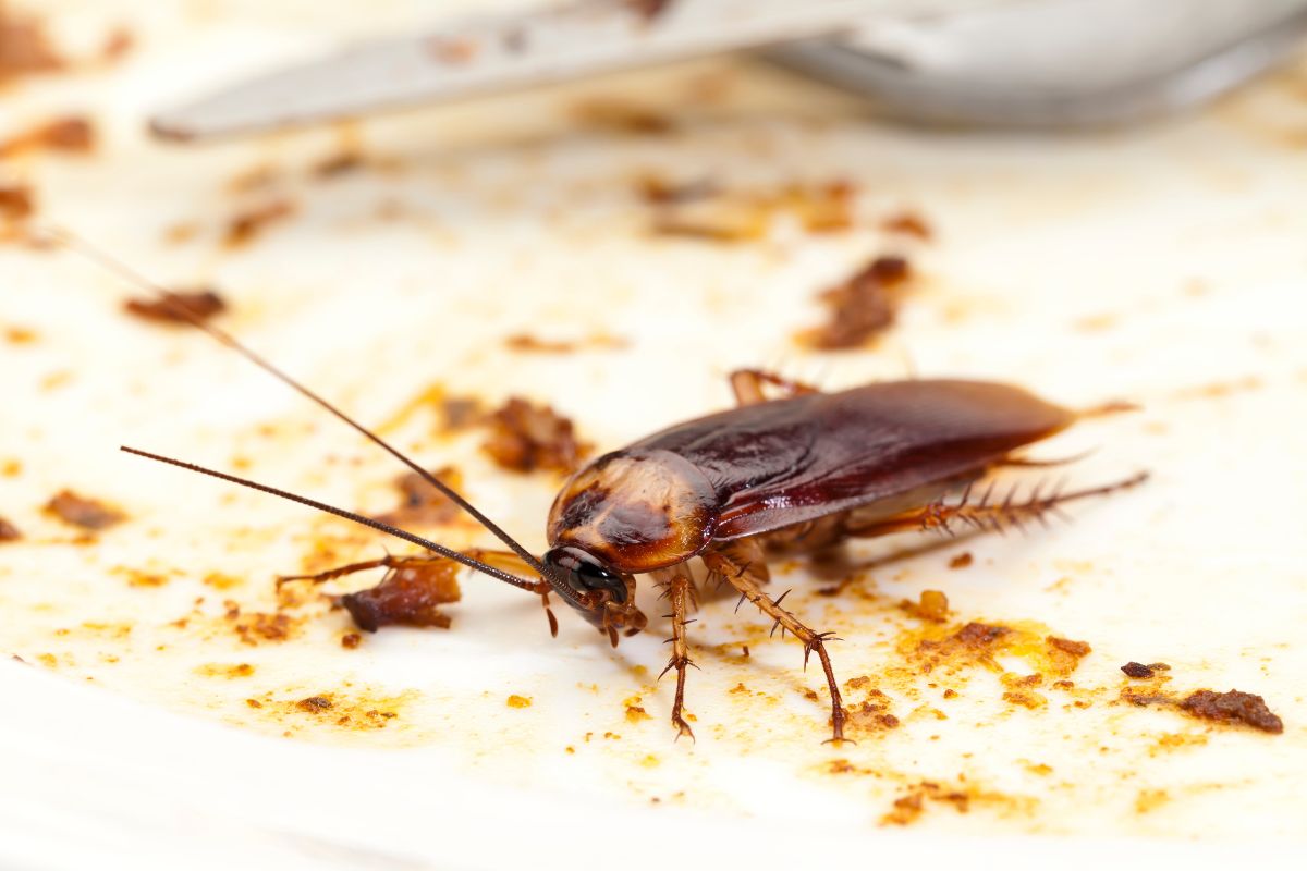 Cockroach Pest Control-Pest Control Denham Court – Your Local Pest Experts