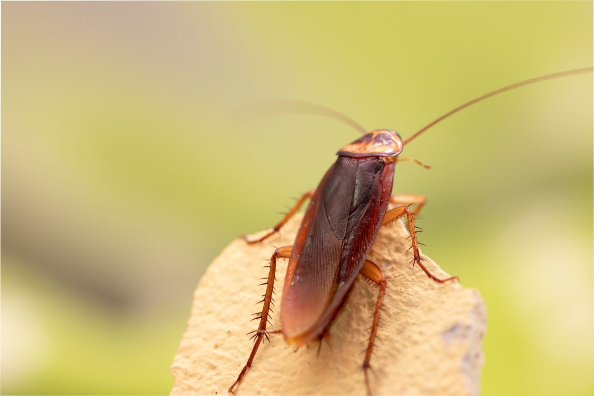 Cockroach Pest Control-Pest Control Eagle Vale – Safe, Affordable & Reliable