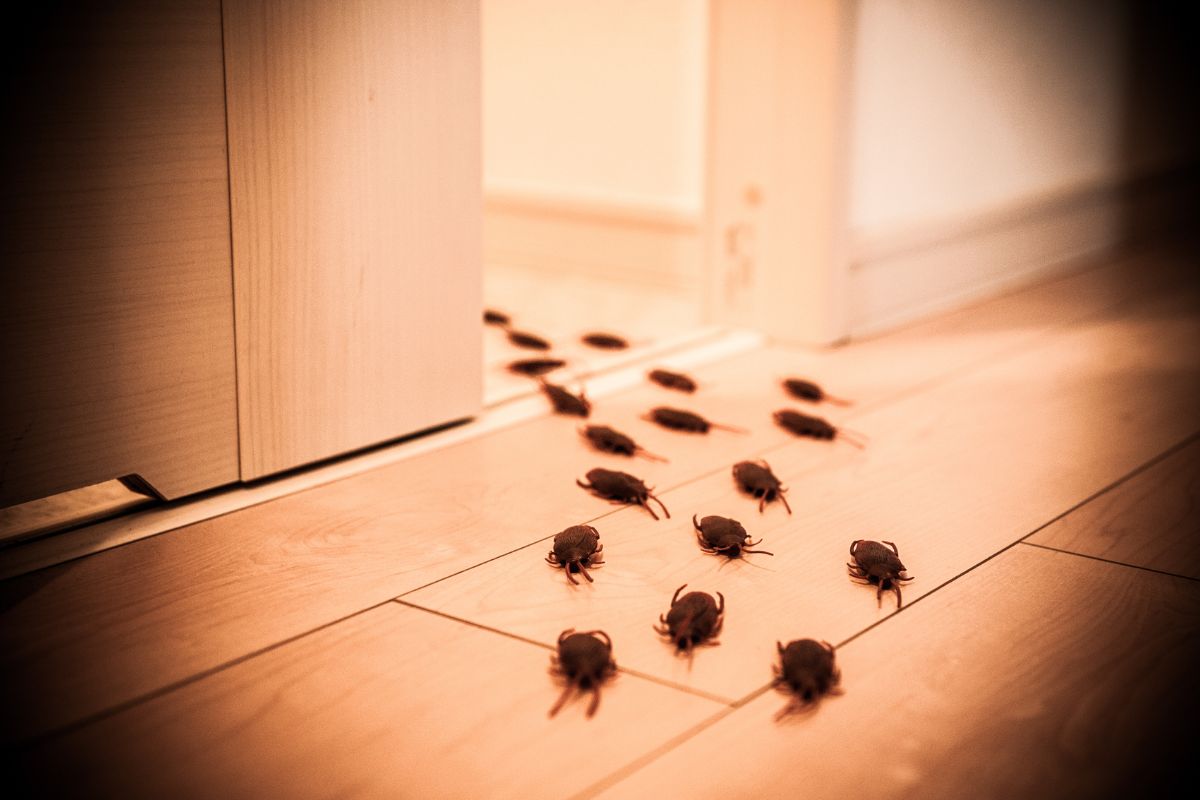 Cockroach Pest Control-Pest Control Gilead Cockroach Pest Control-Pest Control Gilead