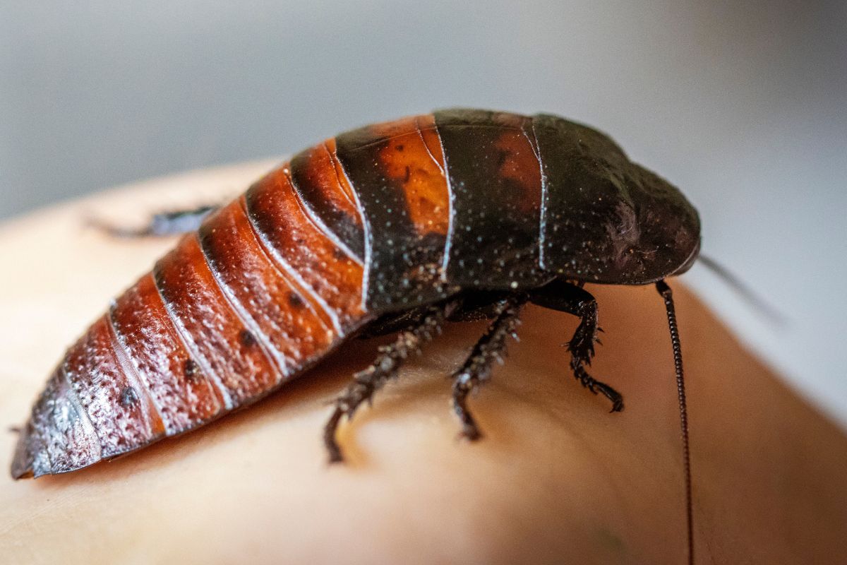 Cockroach Pest Control-Pest Control Gledswood Hills