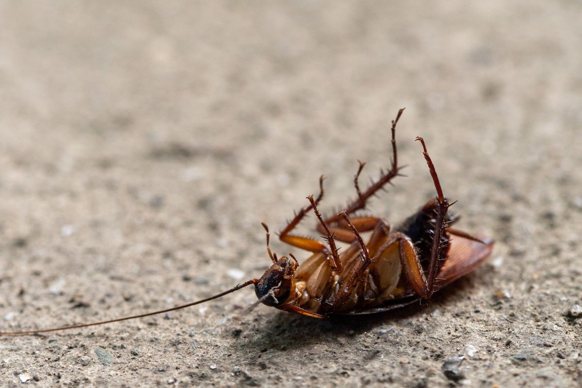 Cockroach Pest Control-Pest Control Ingleburn – Trusted Local Experts