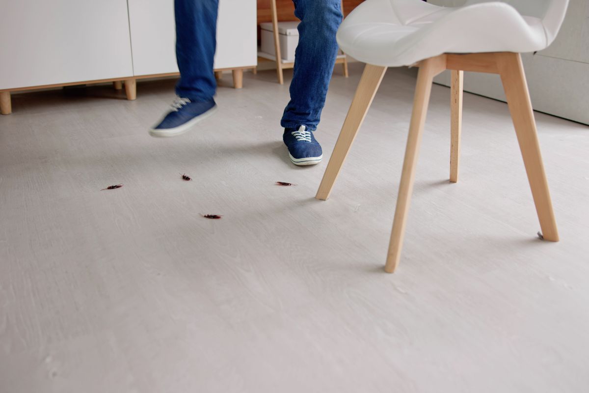 Cockroach Pest Control-Pest Control Leppington