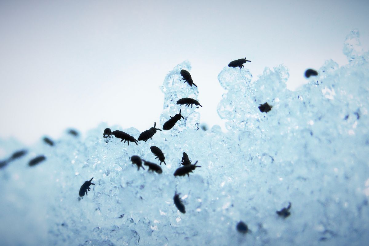 Fleas in house-Pest Control Catherine Field Safe, Reliable & Affordable Services Fleas in house-Pest Control Catherine Field Safe, Reliable & Affordable Services