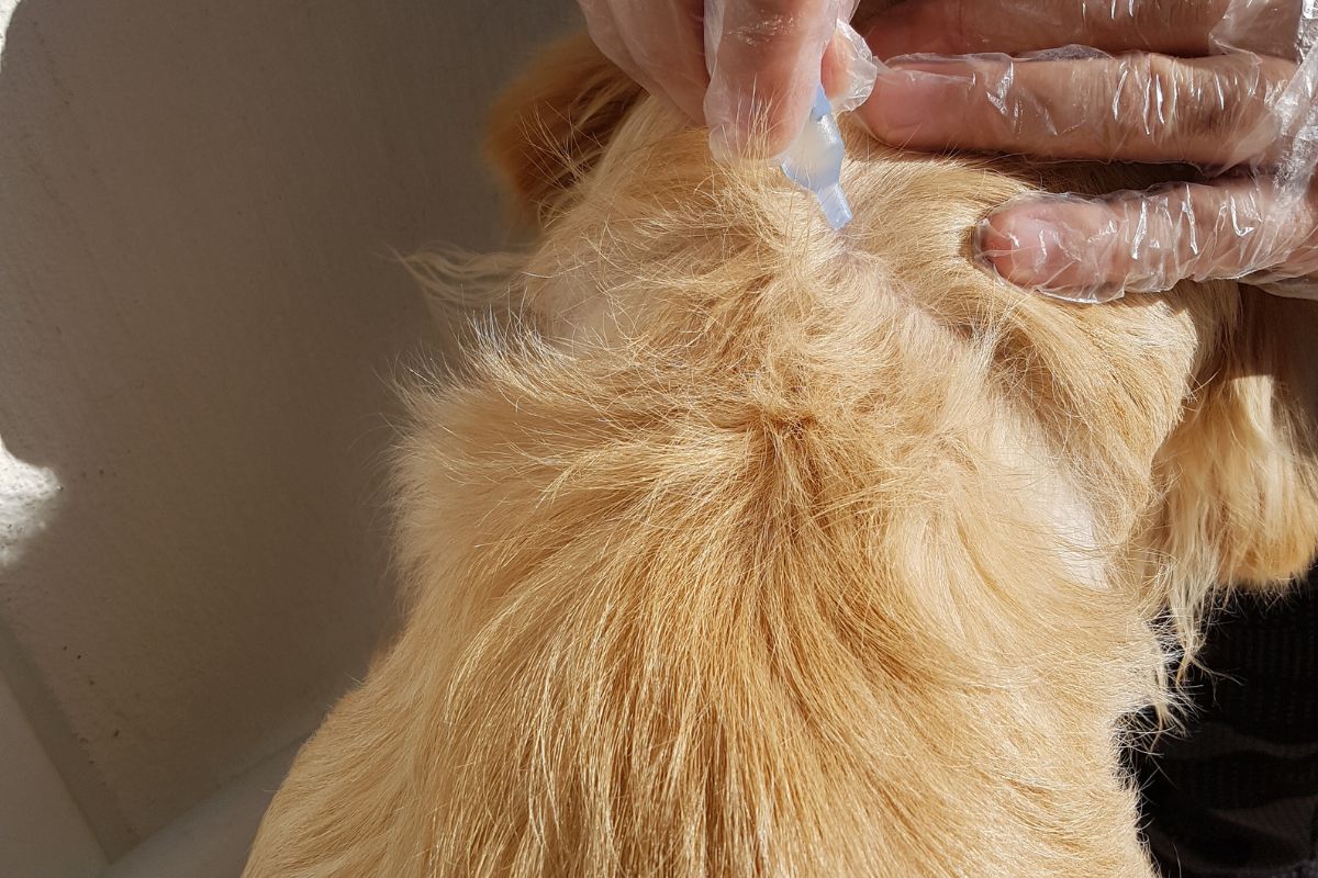 Fleas in house-Pest Control Englorie Park Fleas in house-Pest Control Englorie Park
