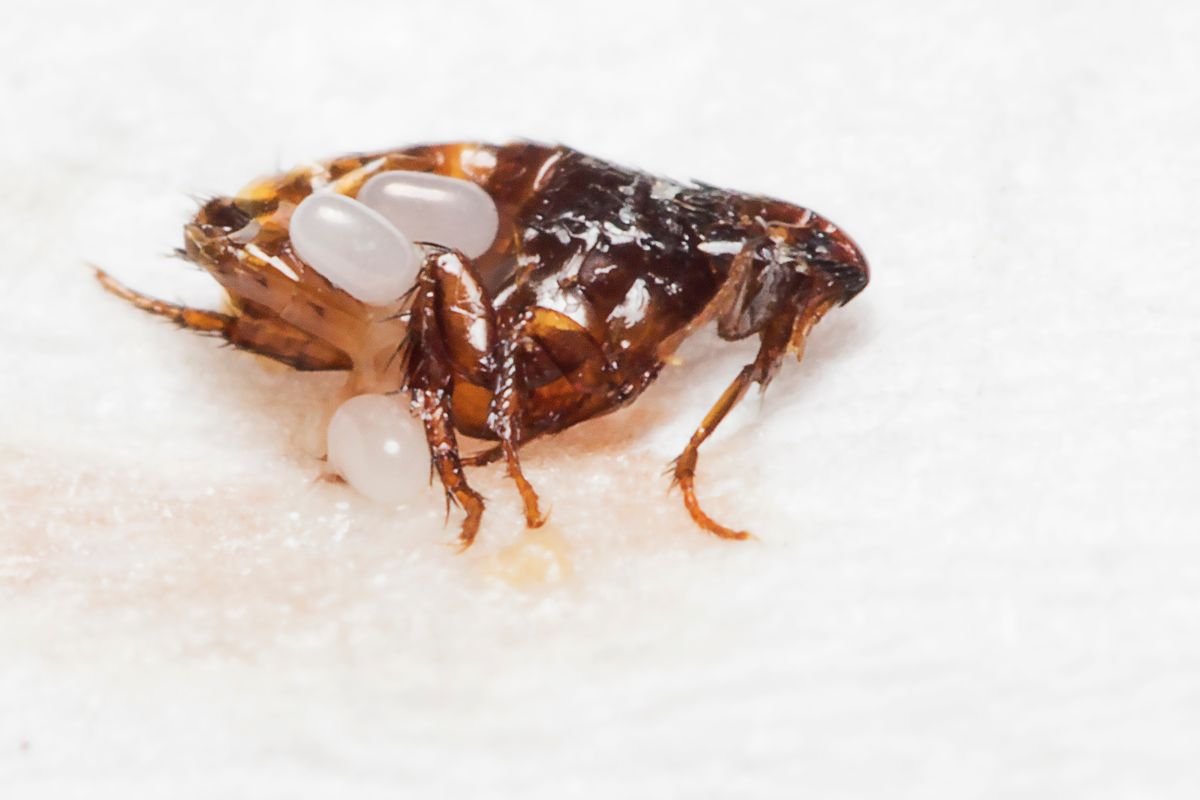 Fleas in house-Pest Control Gilead Fleas in house-Pest Control Gilead
