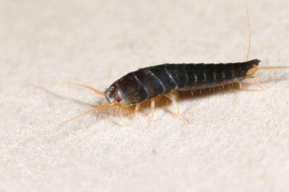 Silverfish Pest Control-Pest Control Leppington
