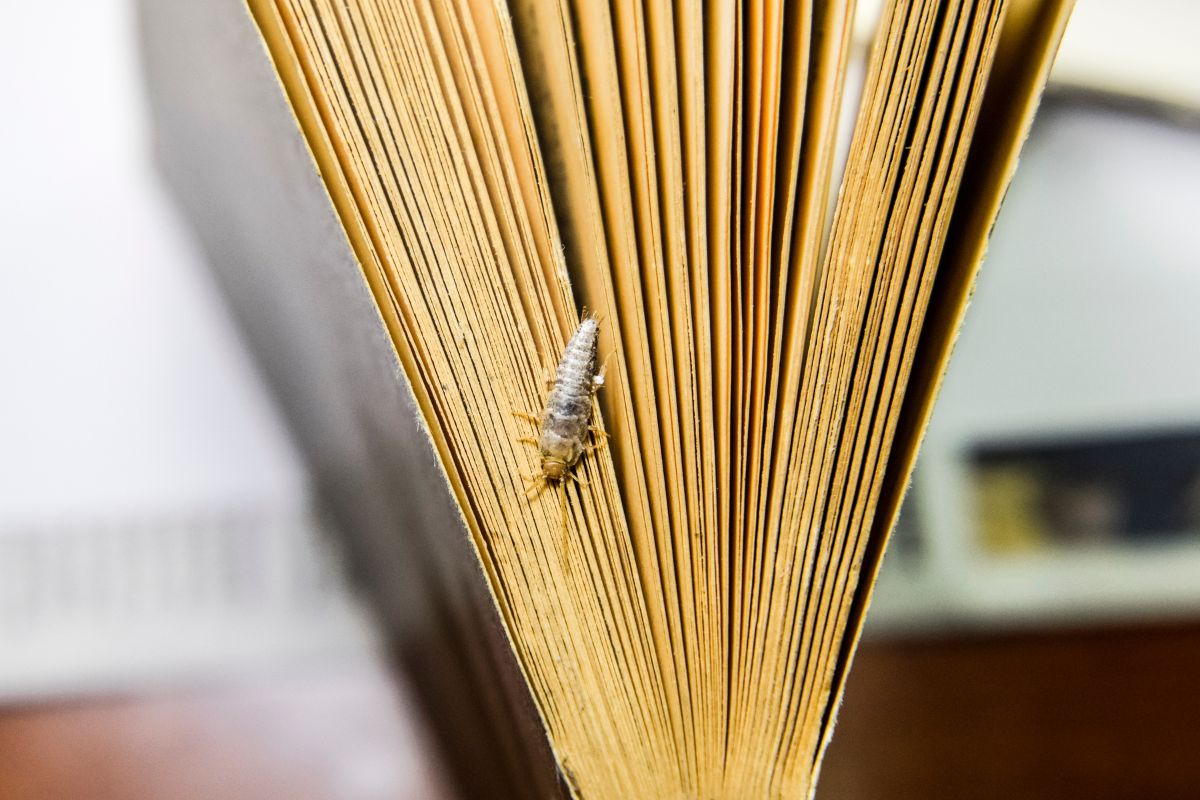 Silverfish Pest Control-Pest Control Leumeah