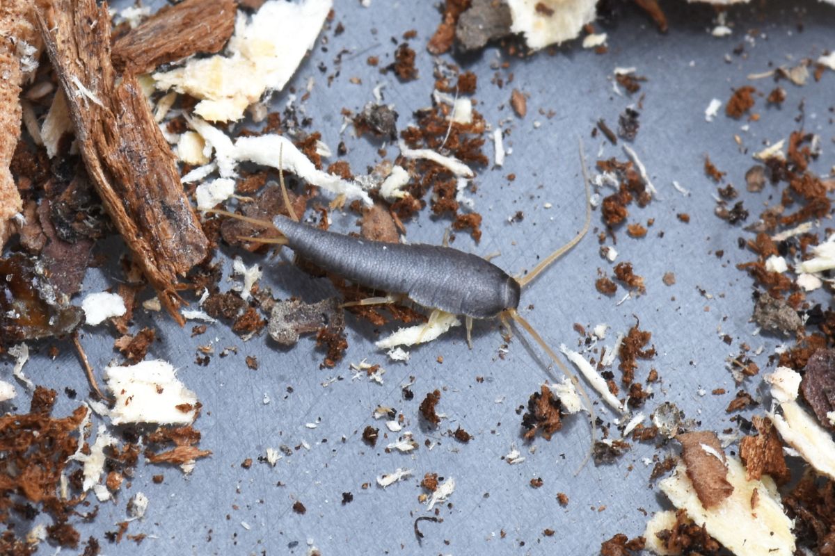 Silverfish Pest Control-Pest Control Minto