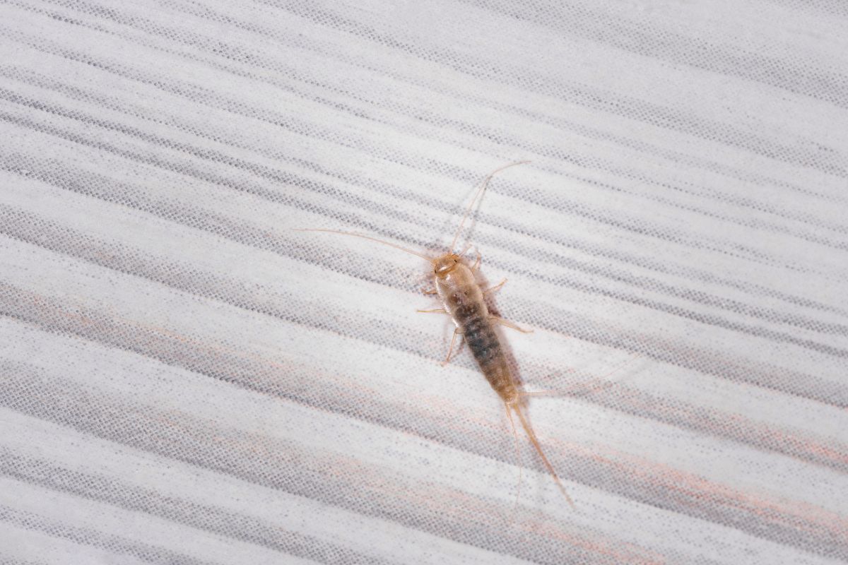 Silverfish in house-Pest Control Gledswood Hills