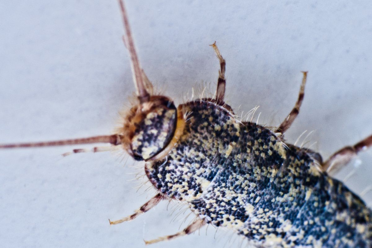 Silverfish in house-Pest Control Leppington