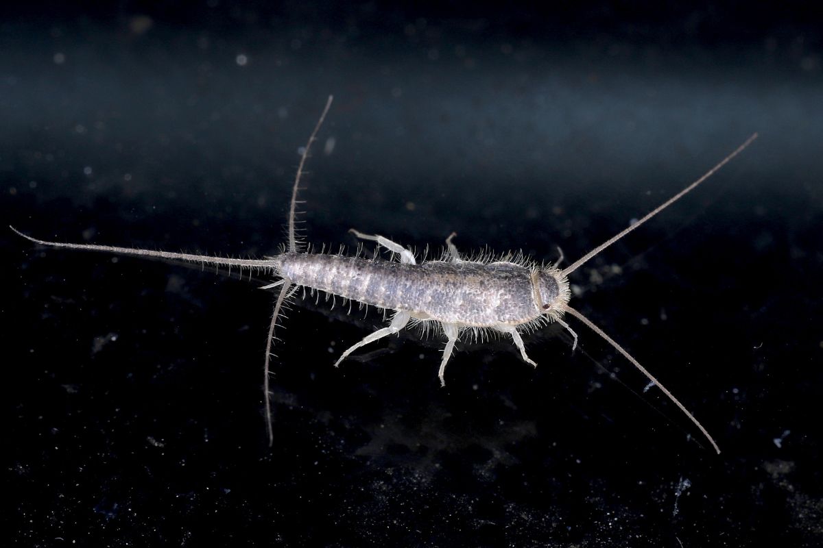 Silverfish in house-Pest Control Leumeah