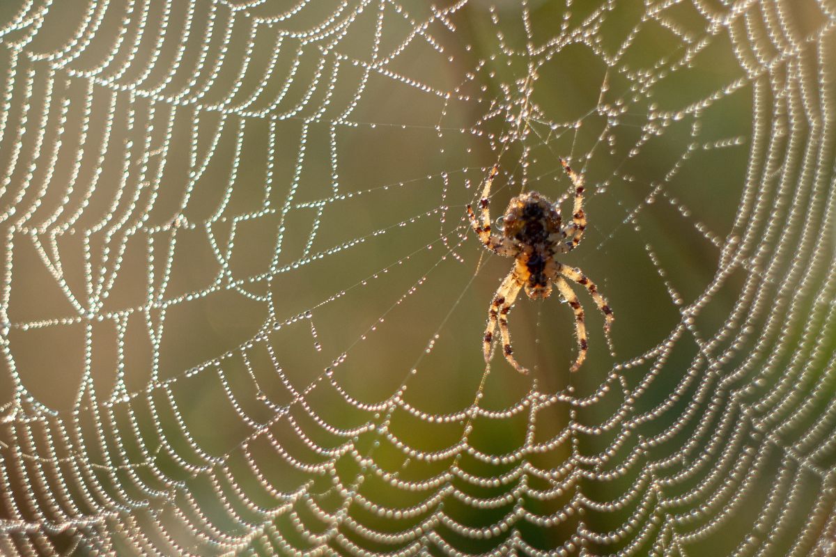 Spider Control-Claymore