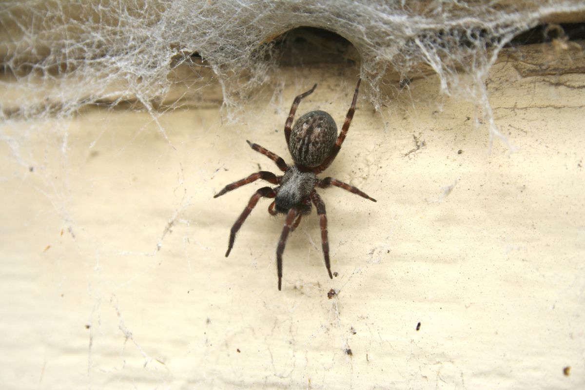 Spider Control-Pest Control Gledswood Hills