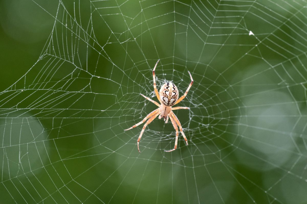 Spider Control-Pest Control Gregory Hills – Local, Trusted & Affordable