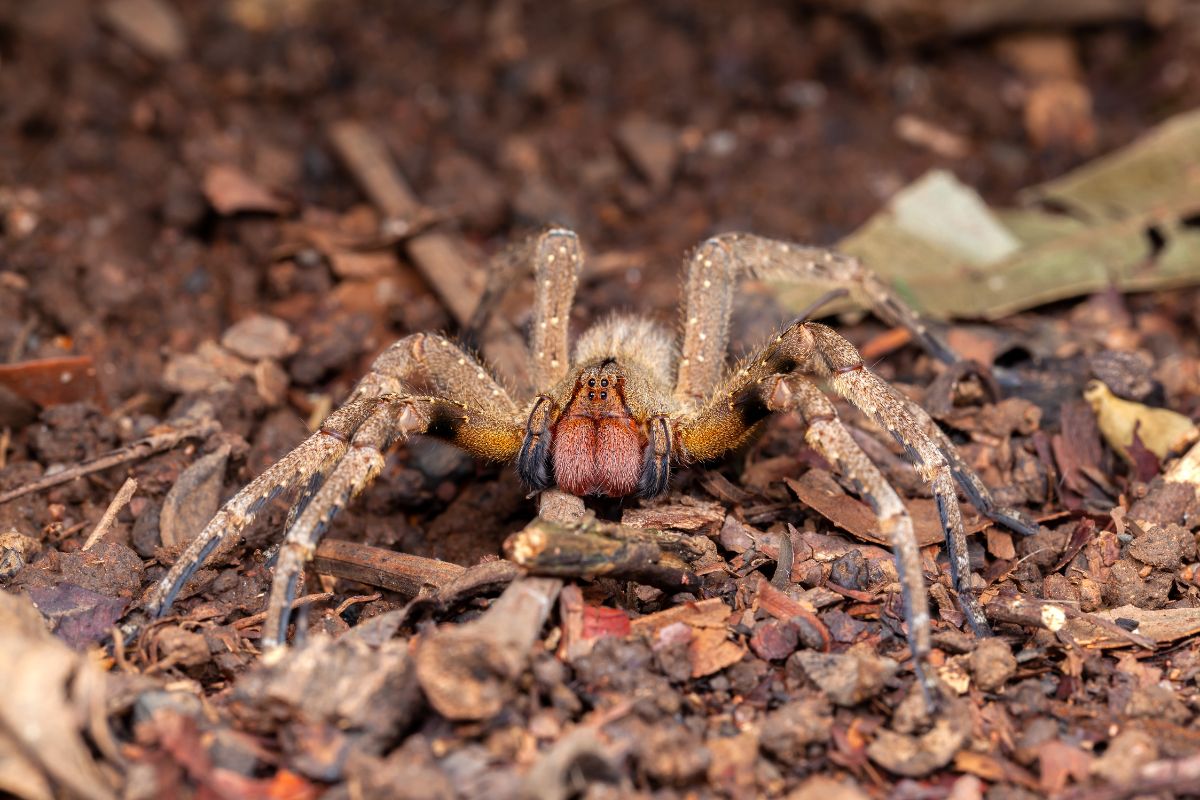 Spider Control-Pest Control Leppington