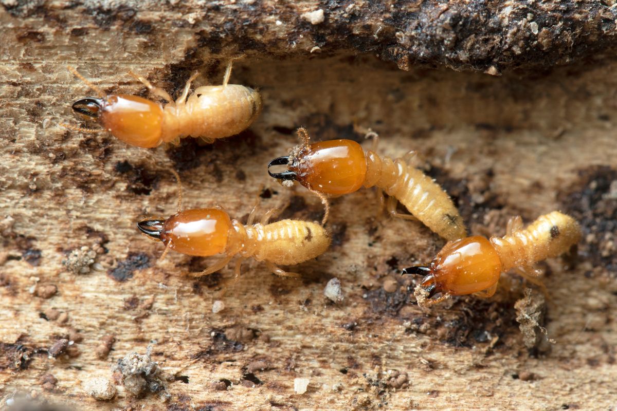 Termite Control-Claymore