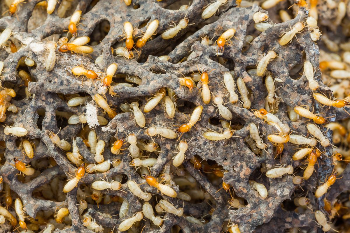 Termite Control-Pest Control Glenfield – Local Pest Experts You Can Trust
