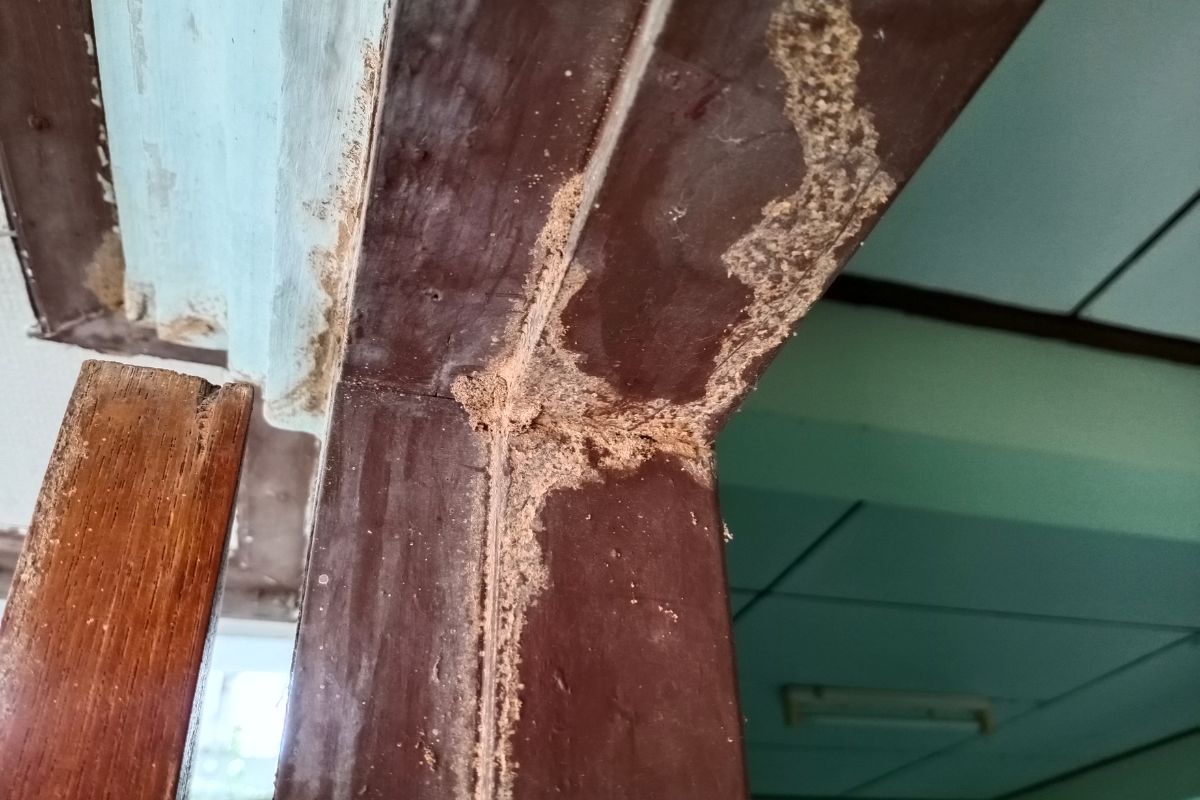 Termite Control-Pest Control Gregory Hills – Local, Trusted & Affordable