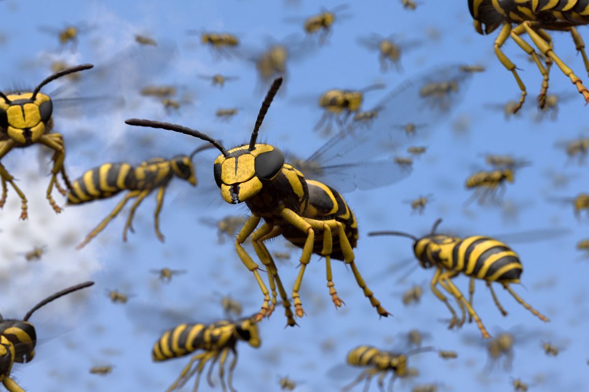 Wasps Pest Control-Claymore