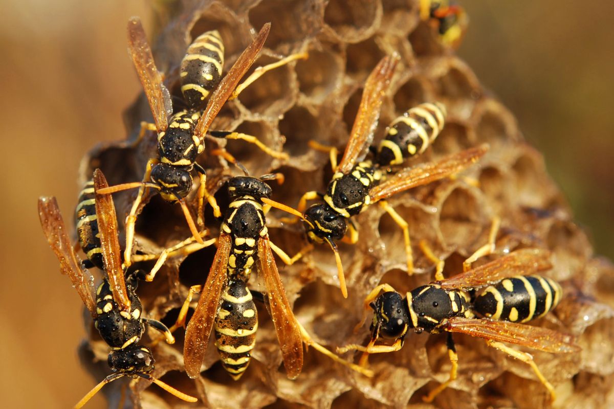 Wasps Pest Control-Pest Control Glenfield – Local Pest Experts You Can Trust