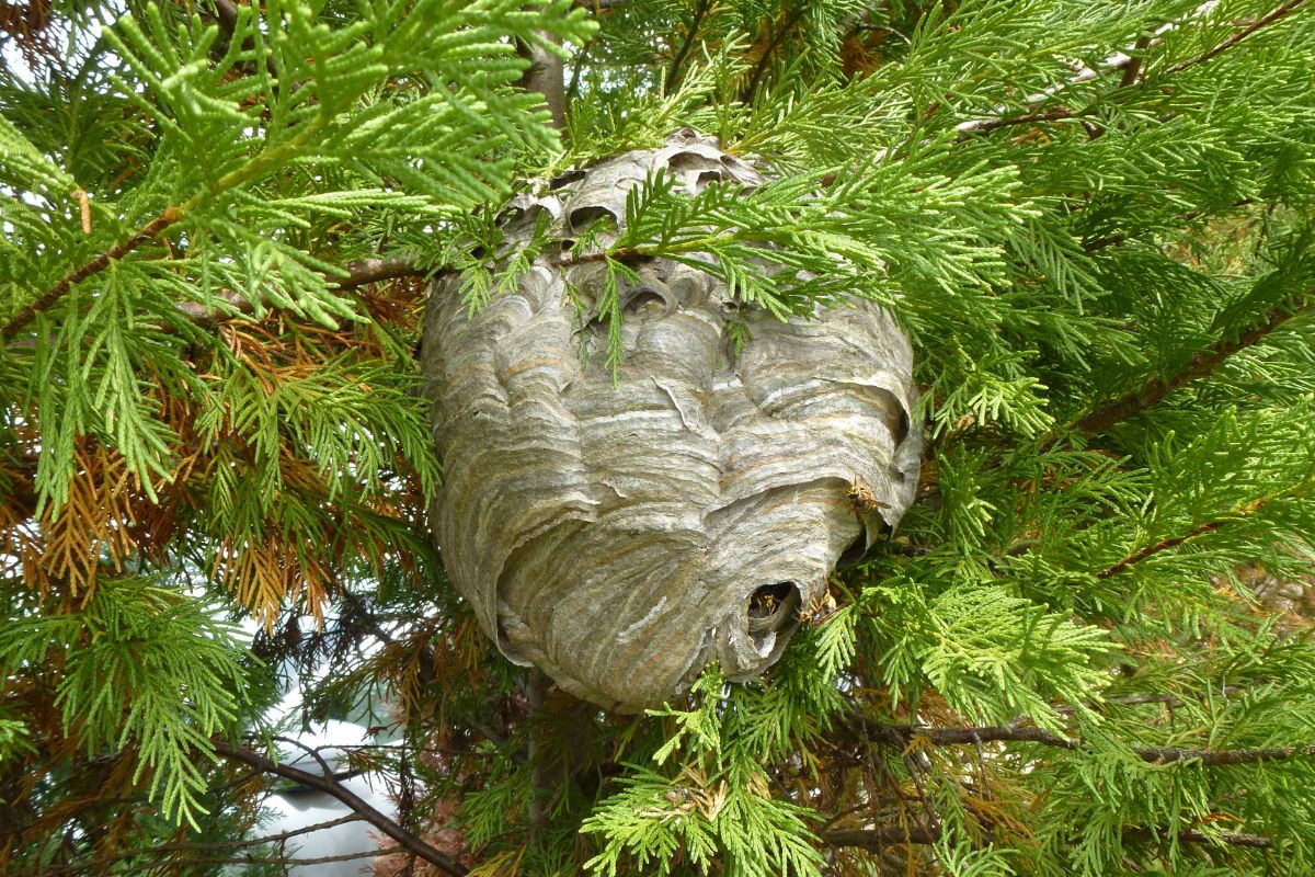 Wasps Pest Control-Pest Control Gregory Hills – Local, Trusted & Affordable