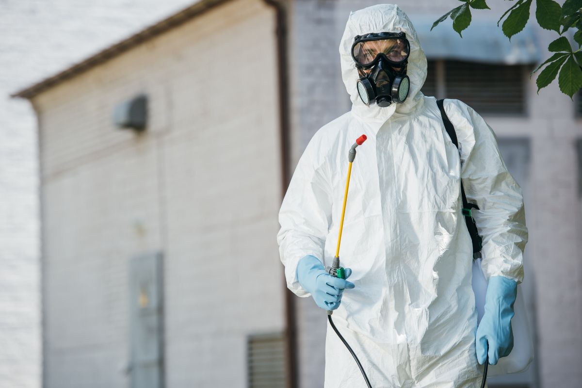 Wasps Pest Control-Pest Control Ingleburn – Trusted Local Experts