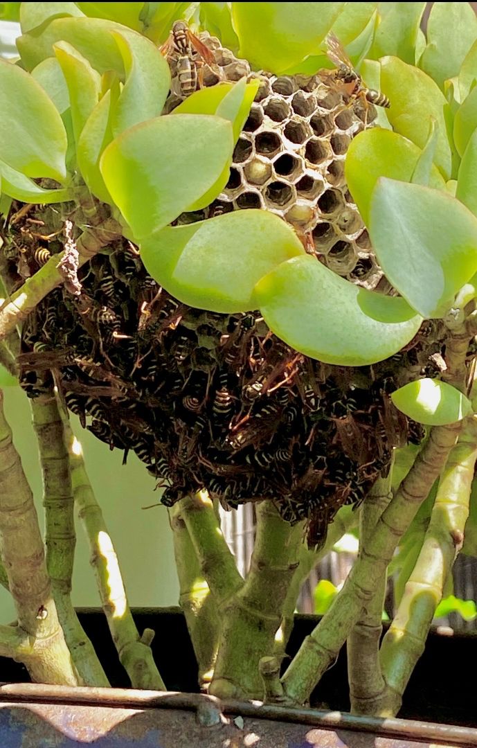 wasps wasps